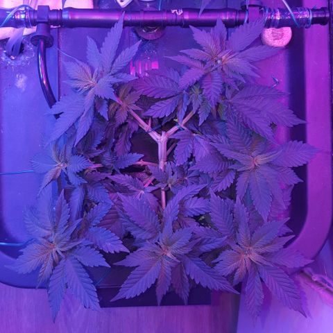 Aya growlog photo: Measurements and 4 days post training (week 7)
Lights left : 50 cm right: (above Melody) 60 cm left (above Aya & Buddah)
