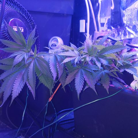 Aya growlog photo: Measurements and 4 days post training (week 7)
Lights left : 50 cm right: (above Melody) 60 cm left (above Aya & Buddah)