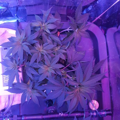 Aya growlog photo: Measurements and 4 days post training (week 7)
Lights left : 50 cm right: (above Melody) 60 cm left (above Aya & Buddah)