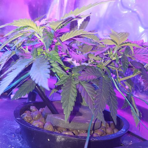 Aya growlog photo: Measurements and 4 days post training (week 7)
Lights left : 50 cm right: (above Melody) 60 cm left (above Aya & Buddah)