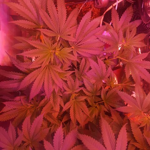Aya growlog photo: Week 1 flowering 