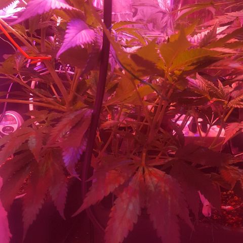 Aya growlog photo: Week 1 flowering 