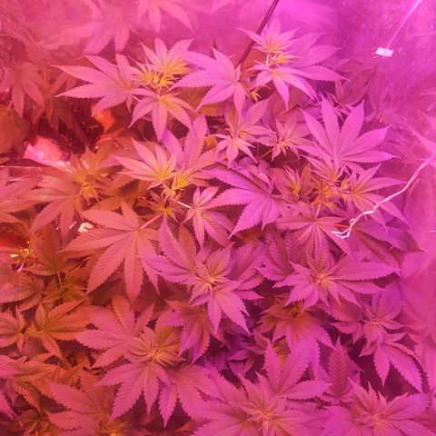 Aya growlog photo: Week 1 flowering 