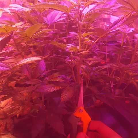 Aya growlog photo: Week 1 flowering 
