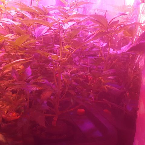 Aya growlog photo: Week 1 flowering 