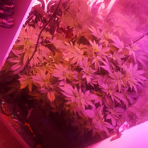 Aya growlog timeline photo