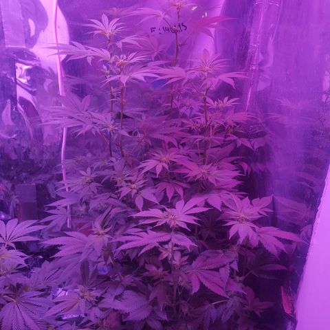 Aya growlog photo: Possible hermaphrodite on melody 