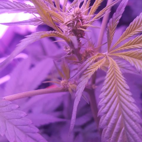 Aya growlog photo: Possible hermaphrodite on melody 
