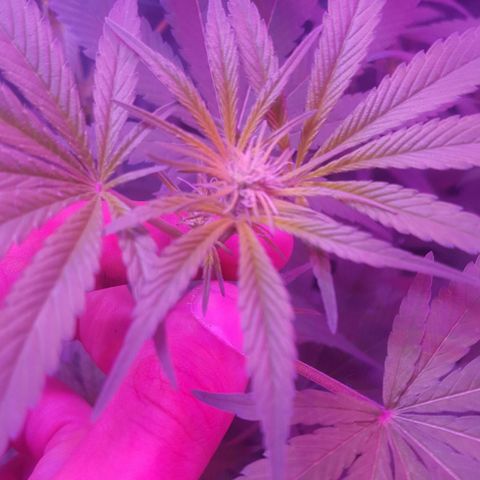 Aya growlog photo: Possible hermaphrodite on melody 