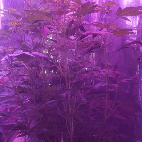Akisi growlog photo: 2 weeks into flowering 