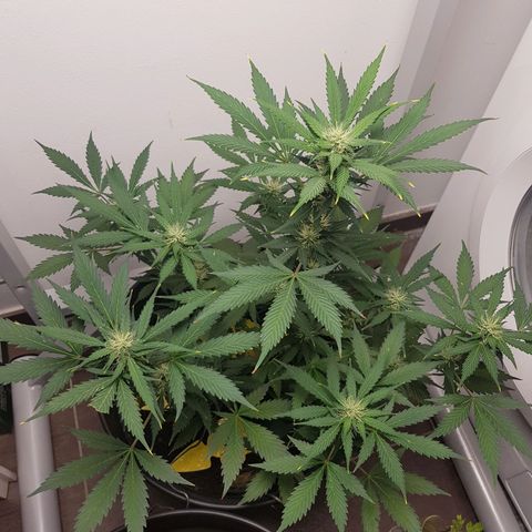 Runtz Auto growlog timeline photo