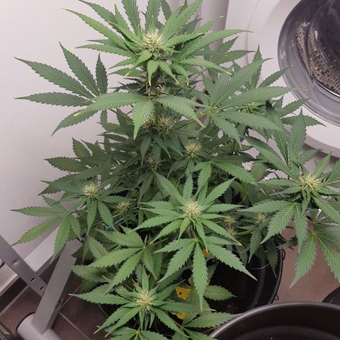 Runtz Auto growlog timeline photo