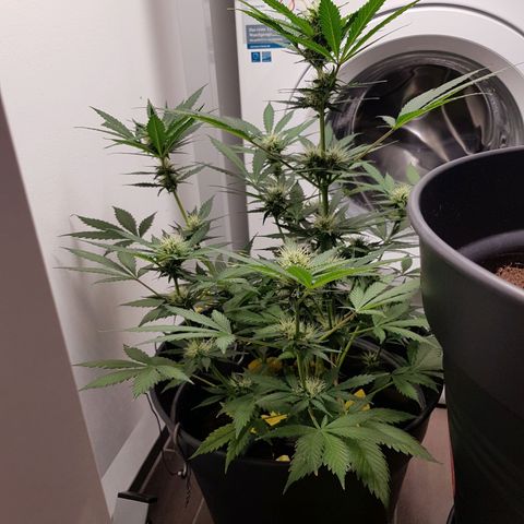 Runtz Auto growlog timeline photo