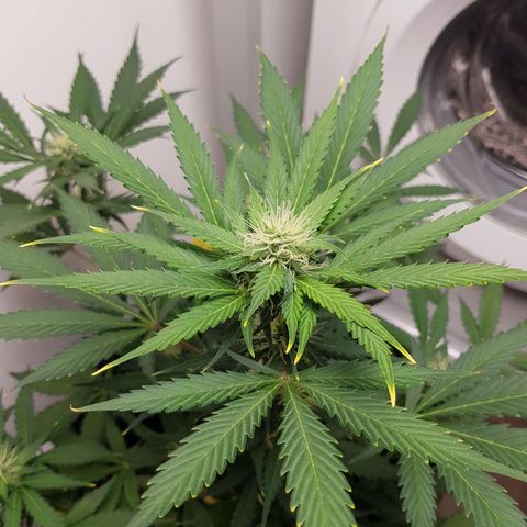 Runtz Auto growlog timeline photo