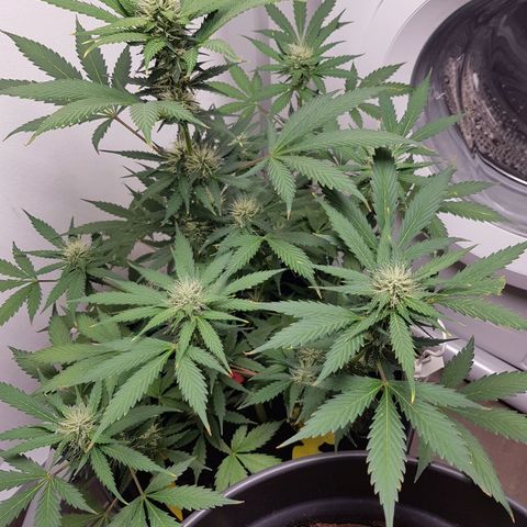 Runtz Auto growlog timeline photo