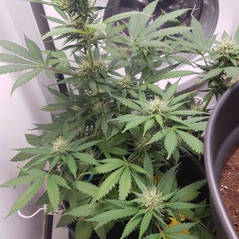 Runtz Auto growlog timeline photo