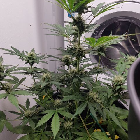 Runtz Auto growlog timeline photo