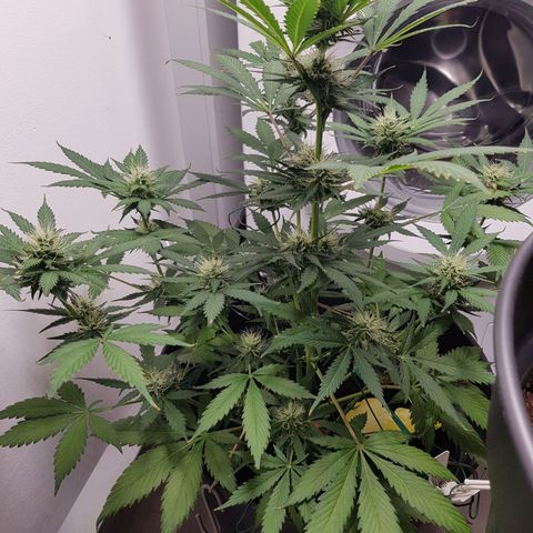 Runtz Auto growlog timeline photo