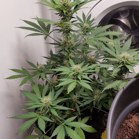 Runtz Auto growlog timeline photo