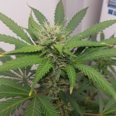 Runtz Auto growlog timeline photo