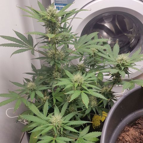 Runtz Auto growlog timeline photo