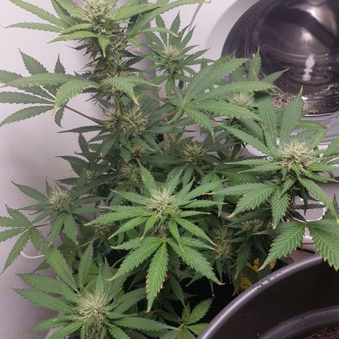 Runtz Auto growlog timeline photo