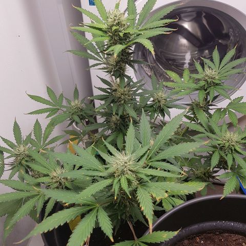 Runtz Auto growlog timeline photo