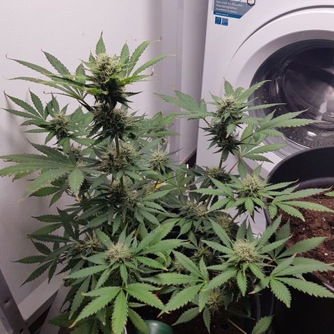 Runtz Auto growlog timeline photo
