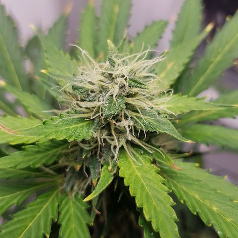 Runtz Auto growlog timeline photo