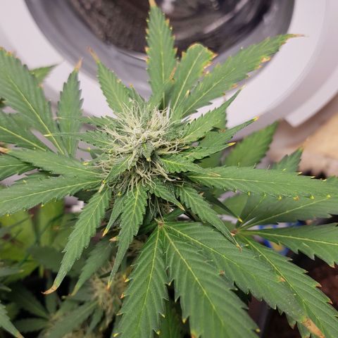 Runtz Auto growlog timeline photo