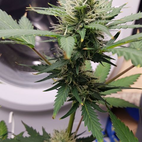 Runtz Auto growlog timeline photo