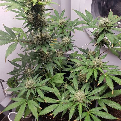 Runtz Auto growlog timeline photo