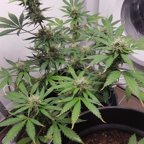 Runtz Auto growlog timeline photo