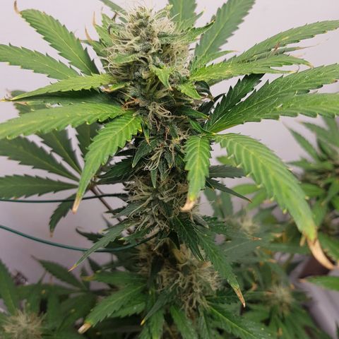Runtz Auto growlog timeline photo