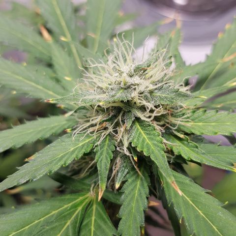 Runtz Auto growlog timeline photo