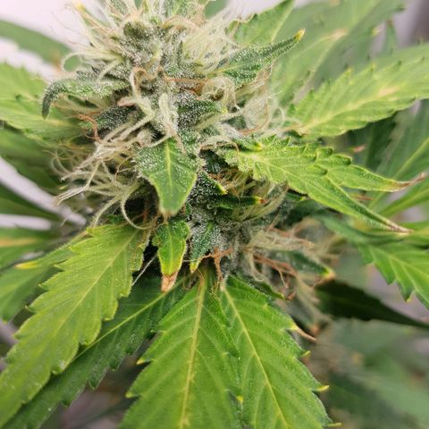 Runtz Auto growlog timeline photo
