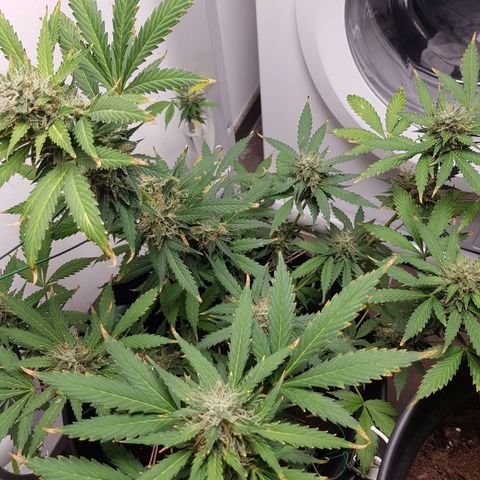 Runtz Auto growlog timeline photo