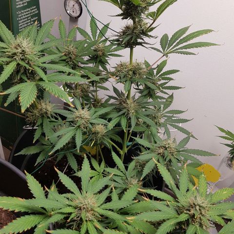 Runtz Auto growlog timeline photo
