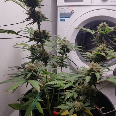 Runtz Auto growlog timeline photo