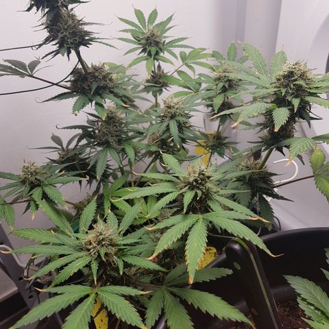 Runtz Auto growlog timeline photo