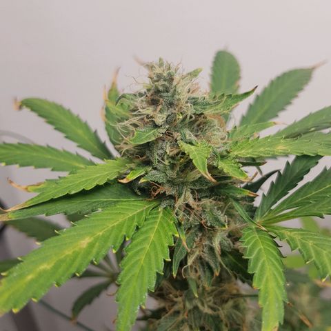 Runtz Auto growlog timeline photo