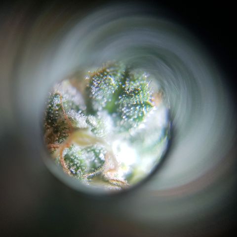 Runtz Auto growlog timeline photo