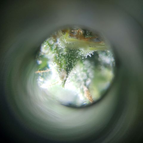 Runtz Auto growlog timeline photo