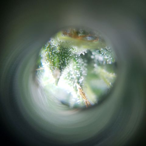 Runtz Auto growlog timeline photo