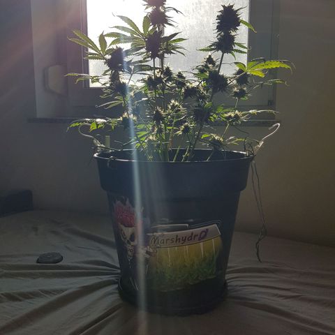 Runtz Auto growlog timeline photo