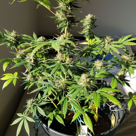 Runtz Auto growlog timeline photo