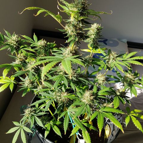 Runtz Auto growlog timeline photo