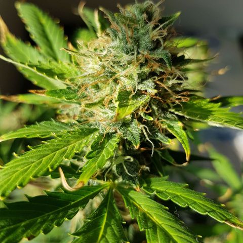 Runtz Auto growlog timeline photo