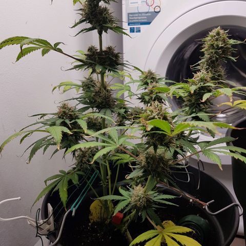 Runtz Auto growlog timeline photo