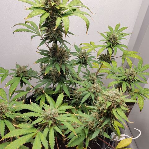 Runtz Auto growlog timeline photo